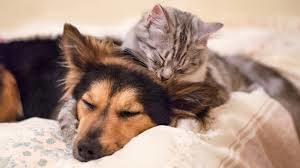 Chat et chien qui se reposent