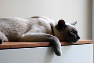 Chat qui se repose