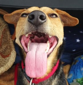 Chien haletant, attention !