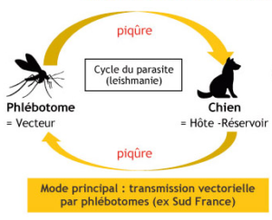Cycle de la Leishmaniose