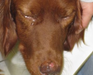 Chien atteint de Leishmaniose