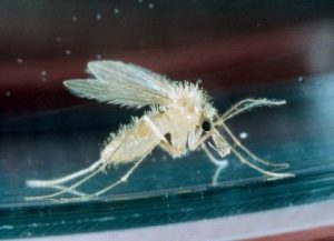 Phlebotome