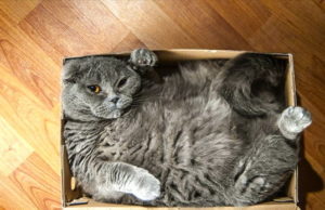 Chat dans un carton