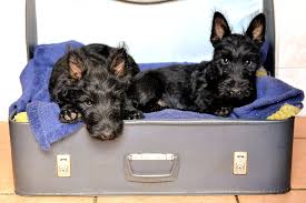 Chiens dans une valise
