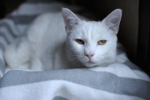 Chat se reposant