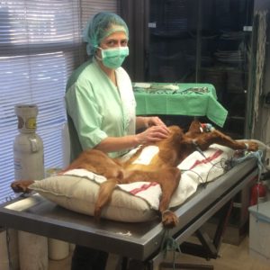 Stérilisation chienne