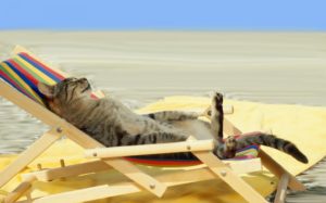 Chat en vacances